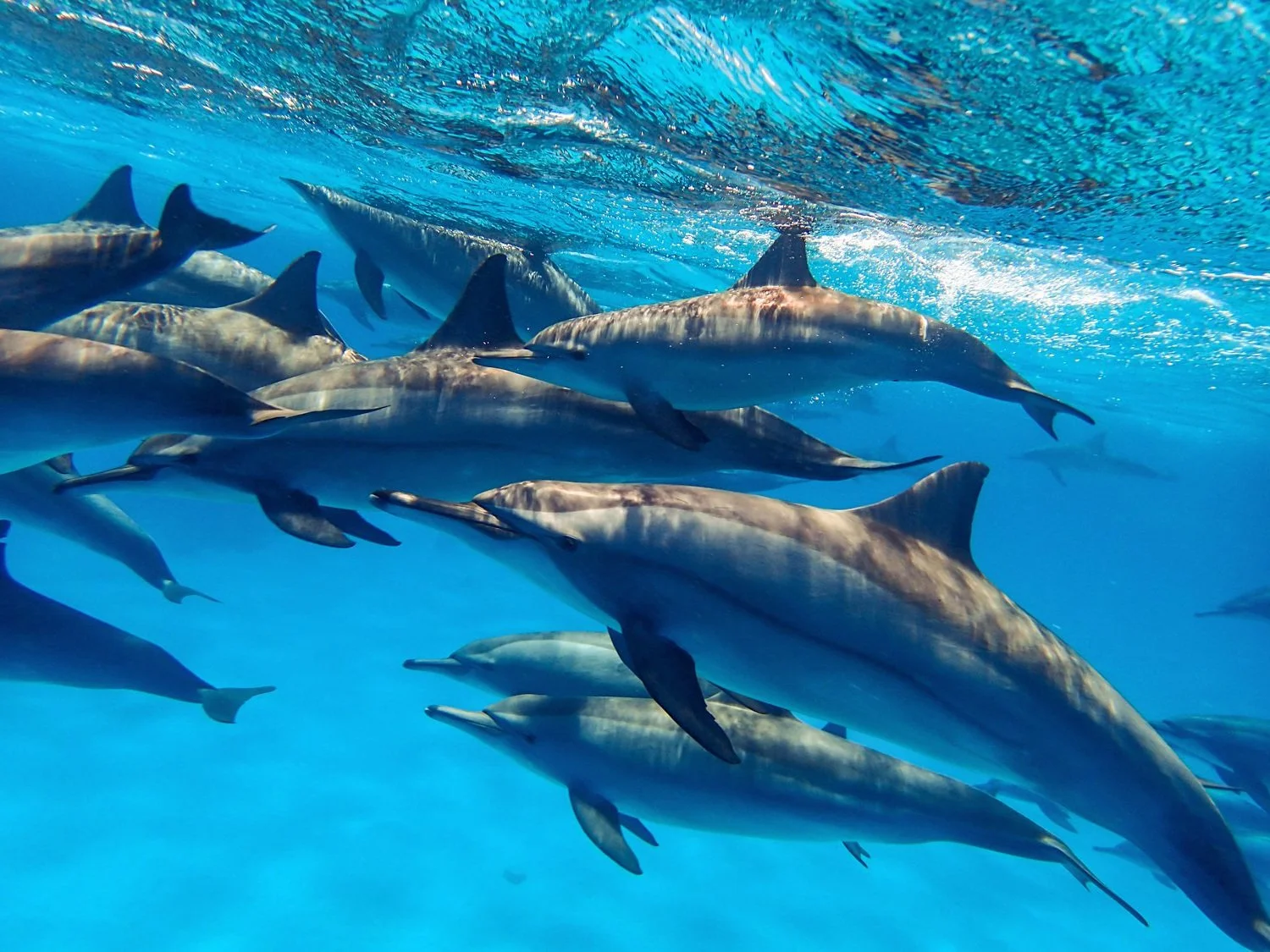 Dolphin House Hurghada,Dolphin House Boat Trip,Swim with dolphins in Hurghada,Red Sea excursions,Snorkeling in Hurghada
